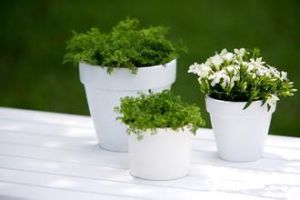 花卉休眠 花卉休眠