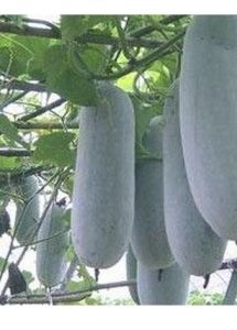 農業致富網 農業致富網