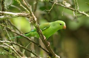 純色鸚哥 純色鸚哥