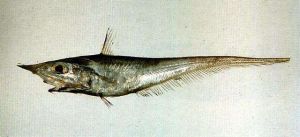 長臂突吻鱈 長臂突吻鱈