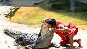 南京紫清湖鱷魚樂園 南京紫清湖鱷魚樂園