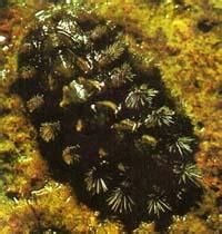 雙神經綱 雙神經綱