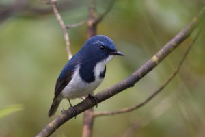 白眉藍姬鶲 白眉藍姬鶲