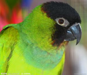 黑頭凱克鸚鵡