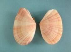 圓楔櫻蛤 圓楔櫻蛤