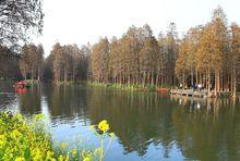 李中水上森林公園1