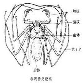無鞭蠍 無鞭蠍
