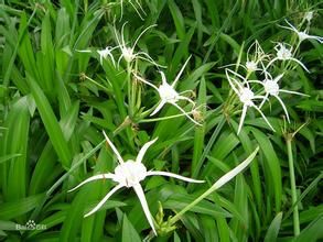 四裂無柱蘭 四裂無柱蘭