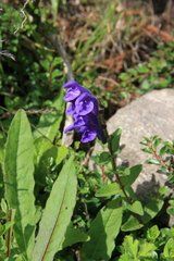 多毛藍花黃芩 多毛藍花黃芩