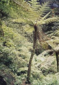 瓜溪桫欏 瓜溪桫欏