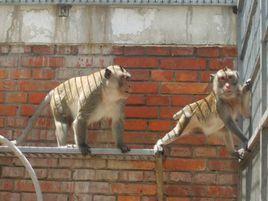 中國科學院昆明動物研究所實驗動物中心 中國科學院昆明動物研究所實驗動物中心