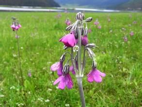 偏花報春 偏花報春