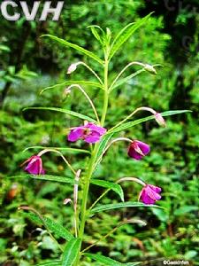 海紅豆屬 海紅豆屬