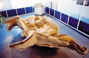 恐龍木乃伊 恐龍木乃伊