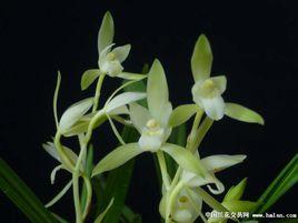 金絲馬尾 金絲馬尾