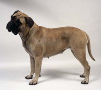 鬥牛馬士提夫犬