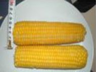 速凍甜粘玉米 速凍甜粘玉米