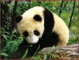 鐵樓藏族鄉 鐵樓藏族鄉