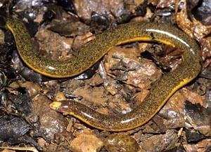 多褶裸蚓 多褶裸蚓