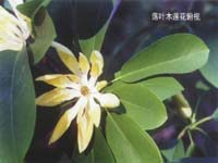 落葉木蓮