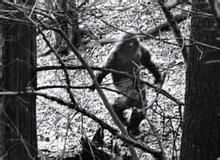 命系大腳怪 命系大腳怪