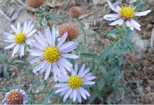 灰白阿爾泰狗娃花