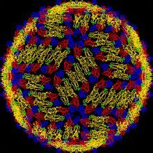 登革熱病毒結構