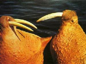 北極海象 北極海象