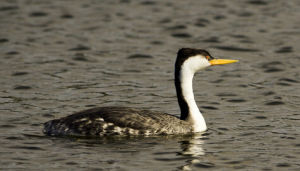 克氏鸊鷉 克氏鸊鷉