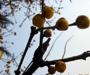 Chimonanthus praecox