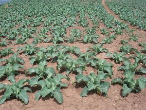 （圖）冬早蔬菜 