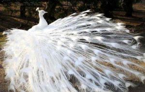 夏縣動物園 夏縣動物園