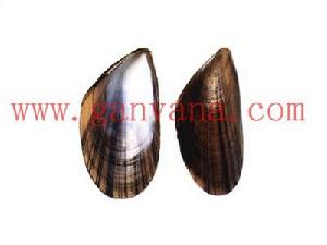 黑殼菜蛤 黑殼菜蛤