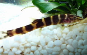 伊洛瓦底沙鰍 伊洛瓦底沙鰍