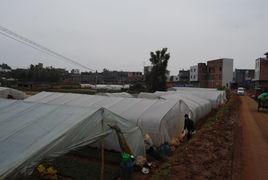 良慶鎮新蘭村 良慶鎮新蘭村