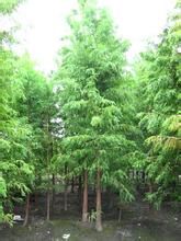 落羽松葉下珠 落羽松葉下珠