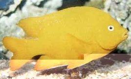 憲兵倒吊魚 憲兵倒吊魚