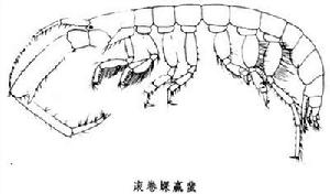 蜾蠃蜚屬 蜾蠃蜚屬