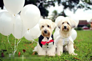 寵物婚紗照 寵物婚紗照