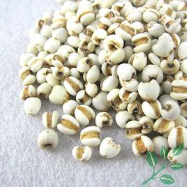 薏苡仁[禾本科植物薏苡的種仁]