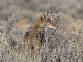 蒂布龍島郊狼 蒂布龍島郊狼