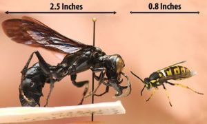 普通英國黃蜂（學名“vespula vulgaris”）與新發現的戰士黃蜂體型對比