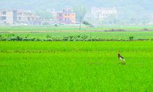 厚祿鄉石龍鎮現代農業綜合示範區