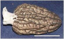 六妹羊肚菌形態特徵（Kuo et al. 2012）