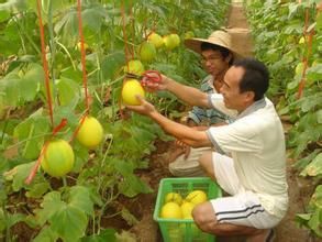 廣西桂平市石咀小汶農業科技示範園 廣西桂平市石咀小汶農業科技示範園