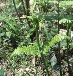 禾稈紫柄蕨 禾稈紫柄蕨