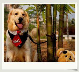 狗狗影視 狗狗影視