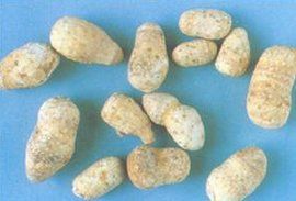 骨碎補丸 骨碎補丸