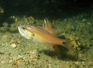 半線天竺鯛 半線天竺鯛