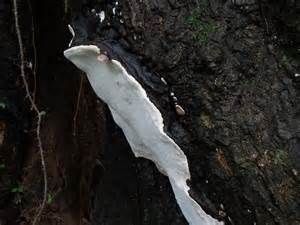 灰孔多年臥孔菌